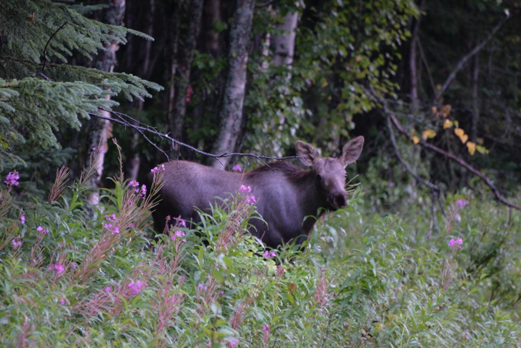 Salmon Catcher Lodge Кенай Екстер'єр фото