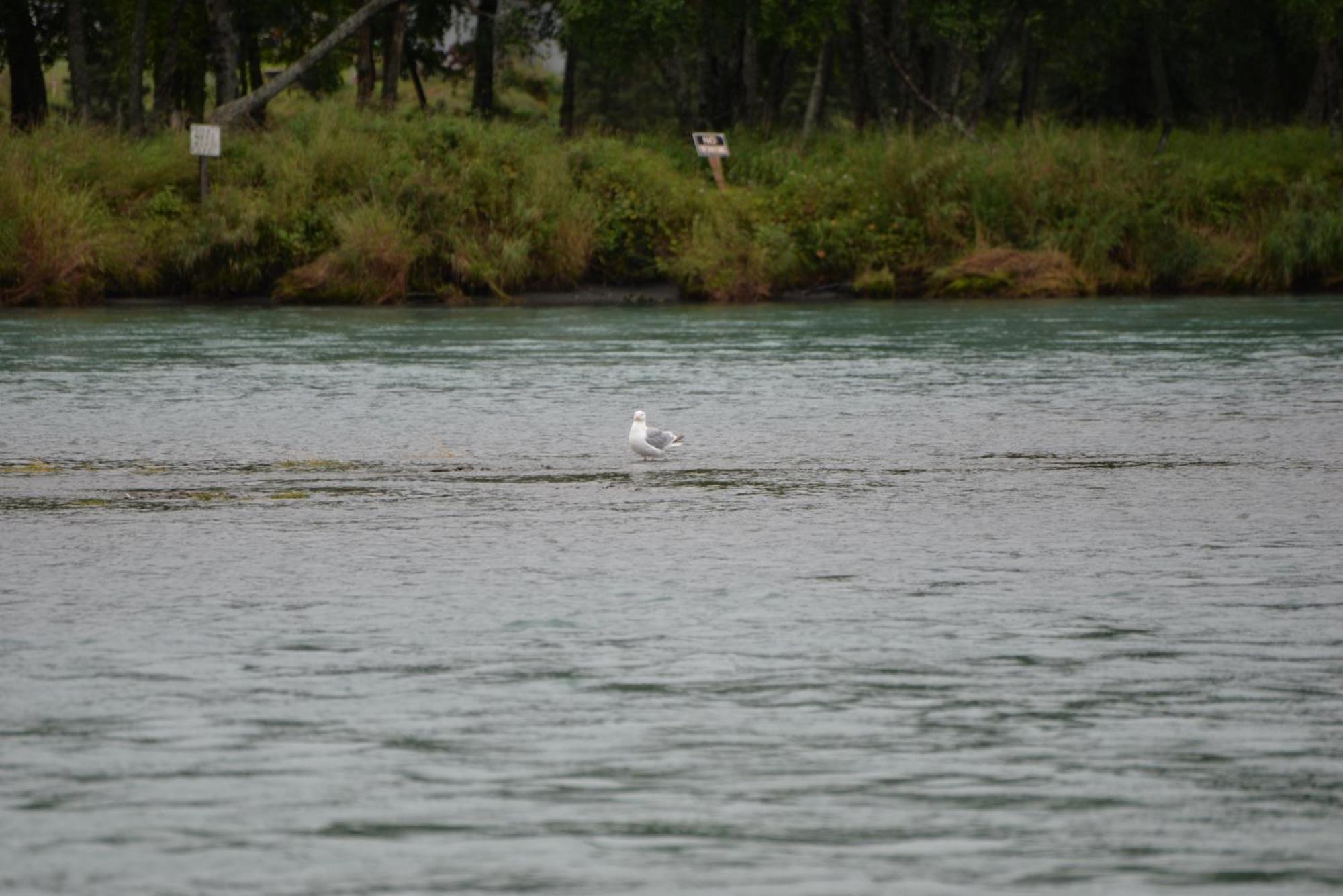 Salmon Catcher Lodge Кенай Екстер'єр фото